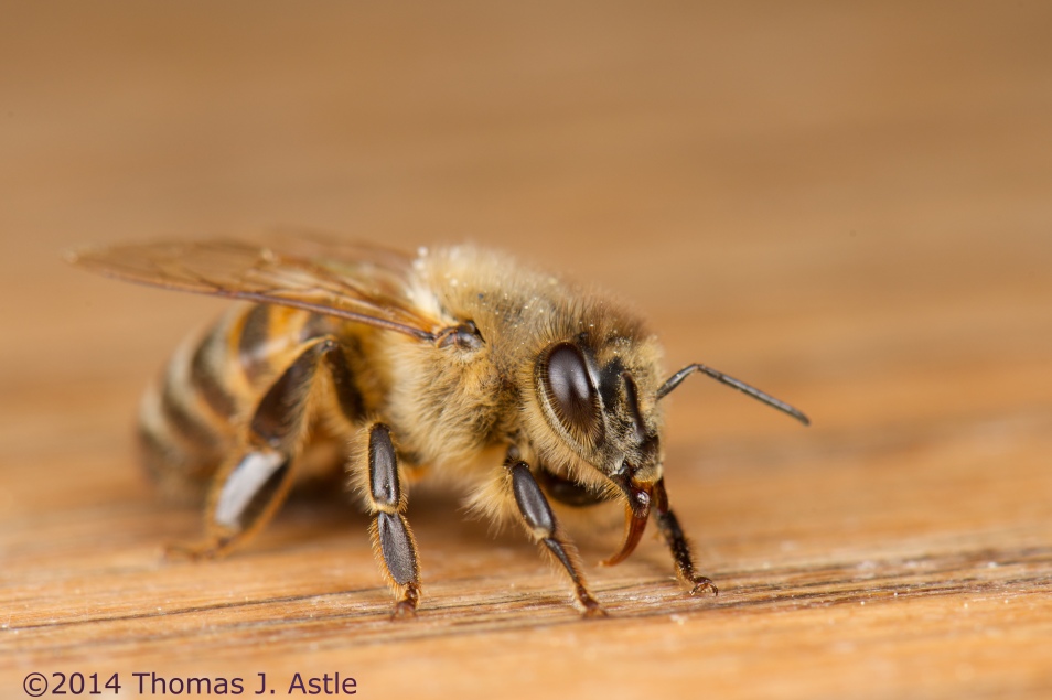 Bee on threshold